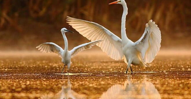 Delhi Agra Fatehpur Sikri Bharatpur Bird Sanctuary - Highlights