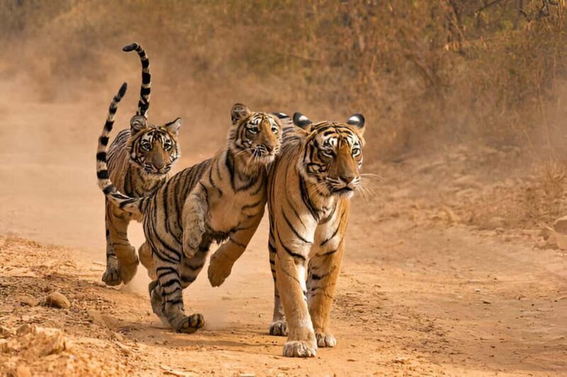 Delhi-Agra-Jaipur Golden Triangle Multiday trip with Safari - Good To Know