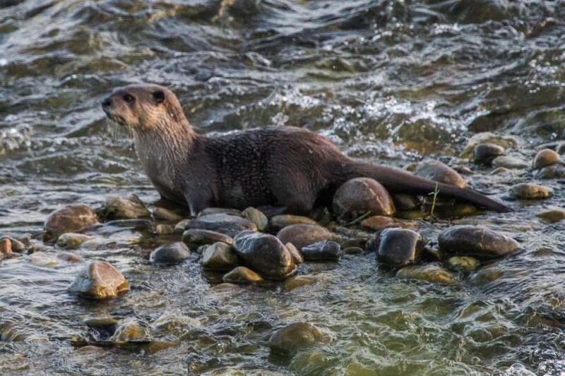 Delhi-Agra-Jaipur Golden Triangle Multiday trip with Safari - Who Should Consider This Tour?