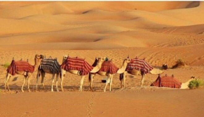 Delhi Agra Jaipur Udaipur Pushkar Tour 7 Days - Frequently Asked Questions