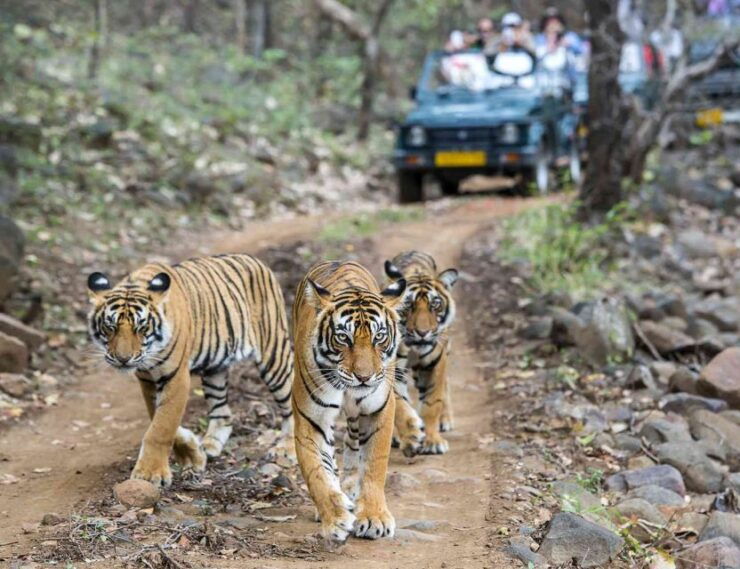 Delhi Agra Ranthambore Jaipur Tour Package - Booking Information