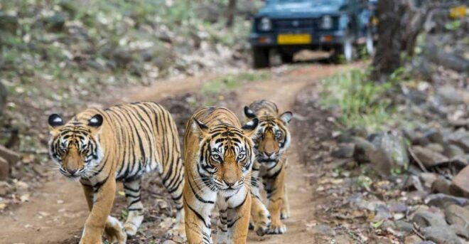 Delhi Agra Ranthambore Jaipur Tour Package - Important Reminders