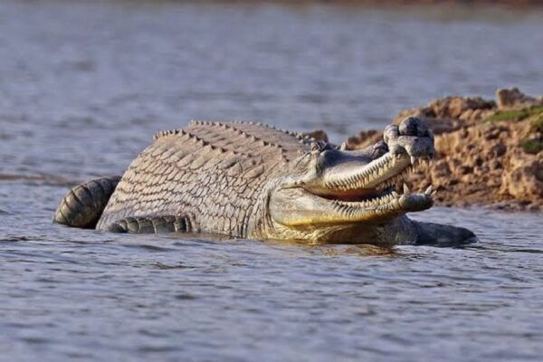 Delhi, Agra With Chambal Safari Tour - The Sum Up