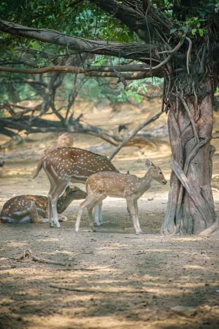 Delhi: Deer Park and Hauz Khas Village Walking Tour - Practical Details and What You Should Know