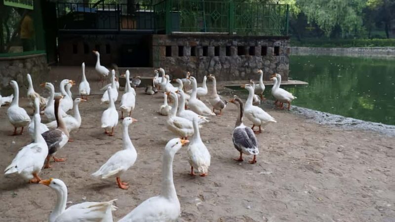 Delhi: Lodhi Garden Guided Story Walk & Optional Side Quests - The Sum Up