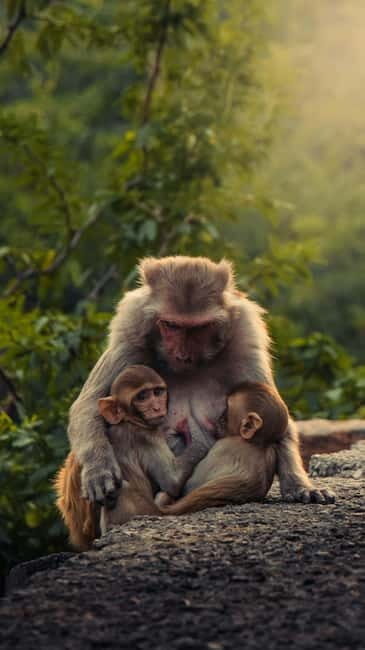 Delhi: Monkey Safari guided walking tour - Discovering Delhi’s Urban Wildlife