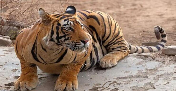 Delhi: Private 5 Days Golden Triangle Tour With Tiger Safari - Good To Know