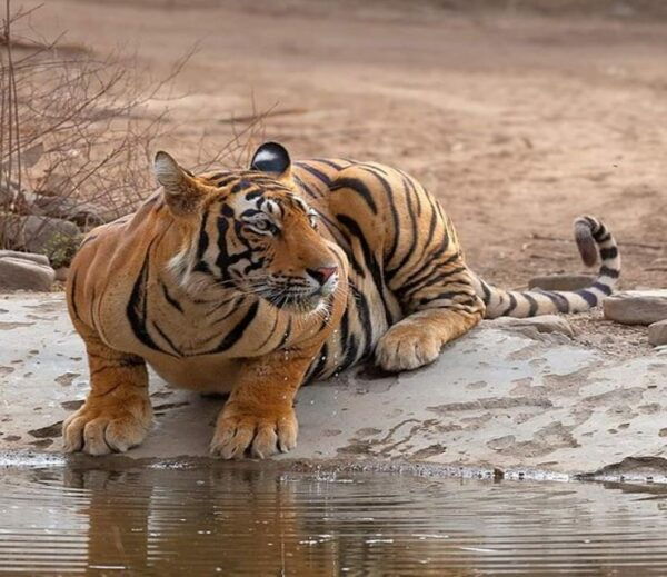 Delhi: Private 5 Days Golden Triangle Tour With Tiger Safari - Frequently Asked Questions