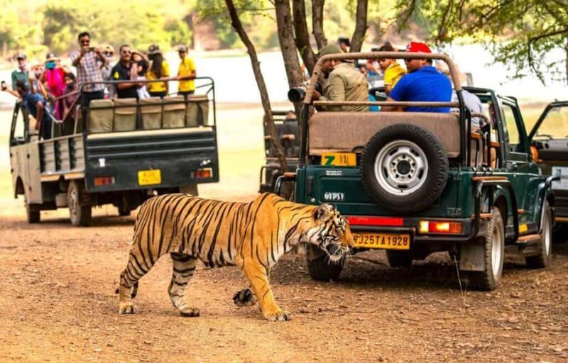 Delhi: Ranthambore National Park 3-Day Tour with Safari. - What Sets This Tour Apart?