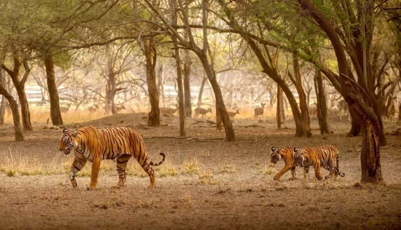 Delhi: Ranthambore National Park 3-Day Tour with Safari. - Final Thoughts: Is This Tour Worth It?