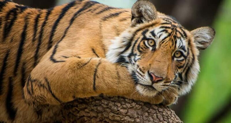 Delhi: Ranthambore National Park 3-Day Tour with Safari. - FAQs