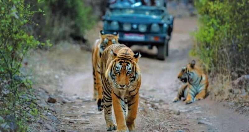 Delhi: Ranthambore National Park 3-Day Tour with Safari. - The Sum Up