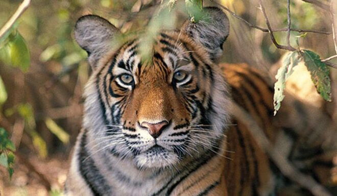 Delhi: Ranthambore National Park 3-Day Trip W/ Tiger Safari - Accommodation Information