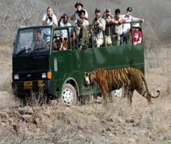 Delhi: Ranthambore National Park 3-Day Trip W/ Tiger Safari - The Sum Up