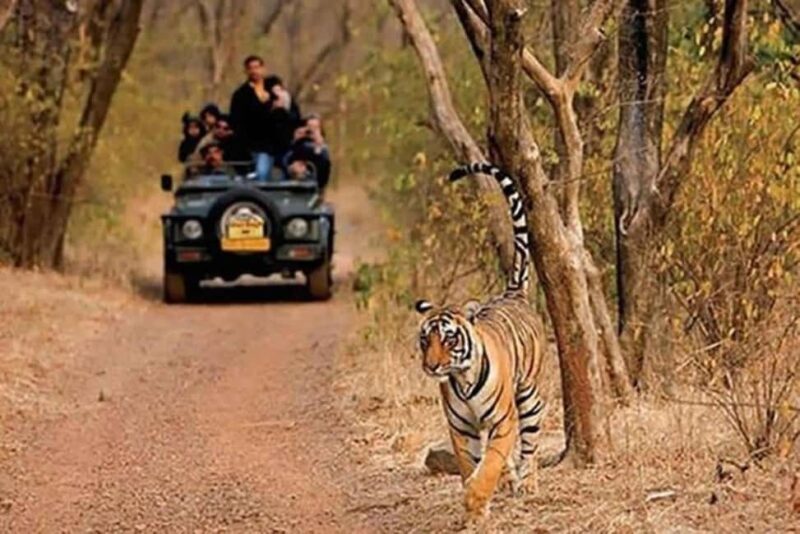 Delhi: Same Day Sariska National Park Tour with Tiger Safari - Good To Know