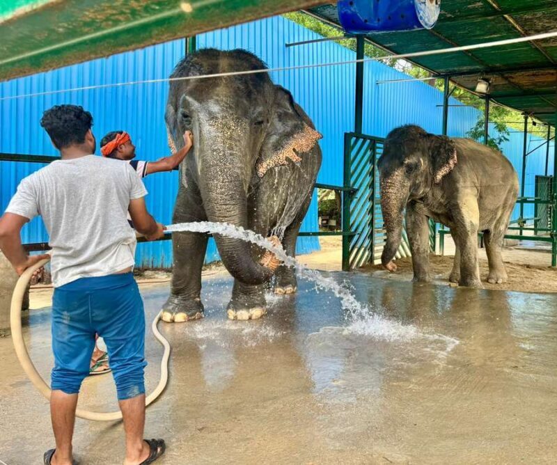 Delhi: Sunrise Taj Mahal & Elephant Rescue - All Inclusive - The Experience in Detail