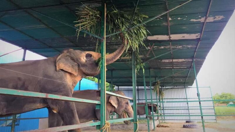 Delhi : Taj Mahal Sunrise Tour with Elephant SOS Center - FAQ