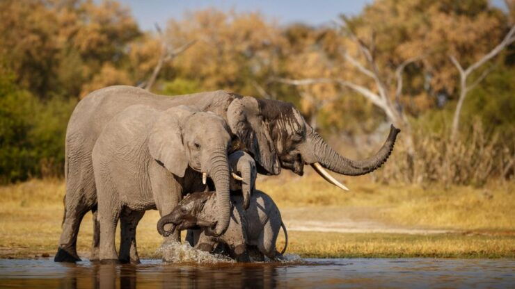 Delhi to Ranthambhore Overnight Tour/Tiger Safari By Car - Good To Know