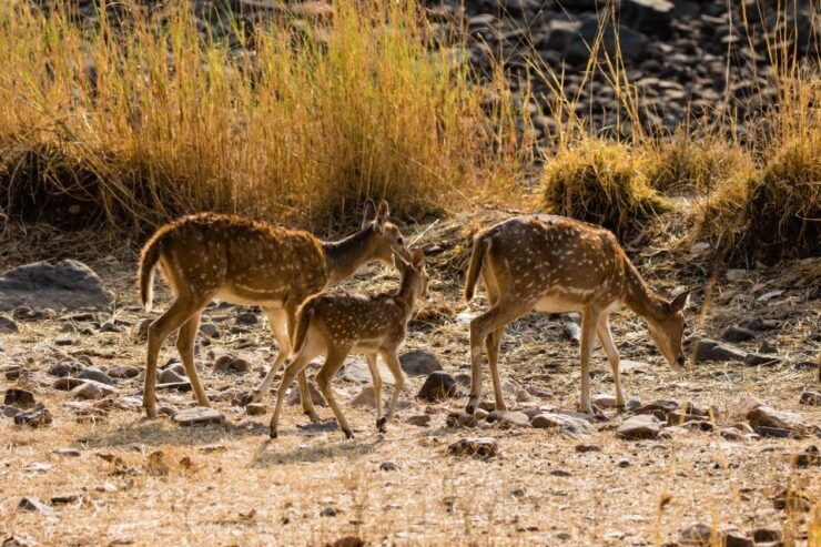 Delhi to Ranthambhore Overnight Tour/Tiger Safari By Car - Pricing and Duration