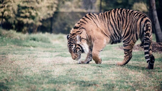 Delhi to Ranthambhore Overnight Tour/Tiger Safari By Car - Language Options