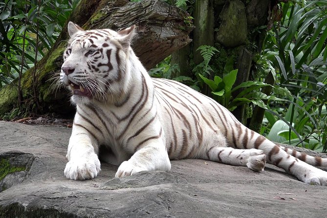 Delhi Zoo White Tigers & Lions With Old Fort Visit - Zoo Encounters