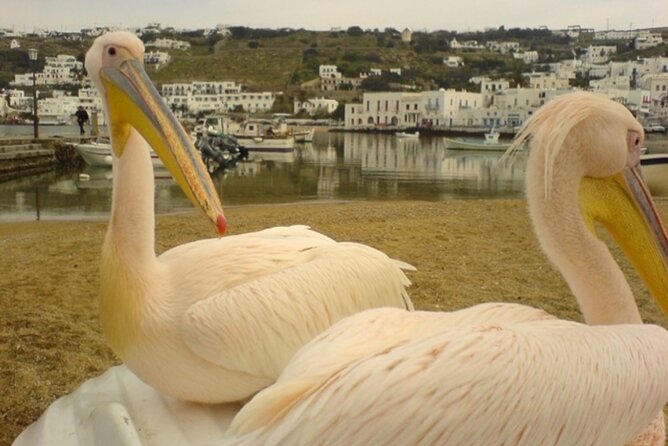 Delos, the Island of Apollo, & the Old Town of Mykonos - Tips for a Memorable Visit
