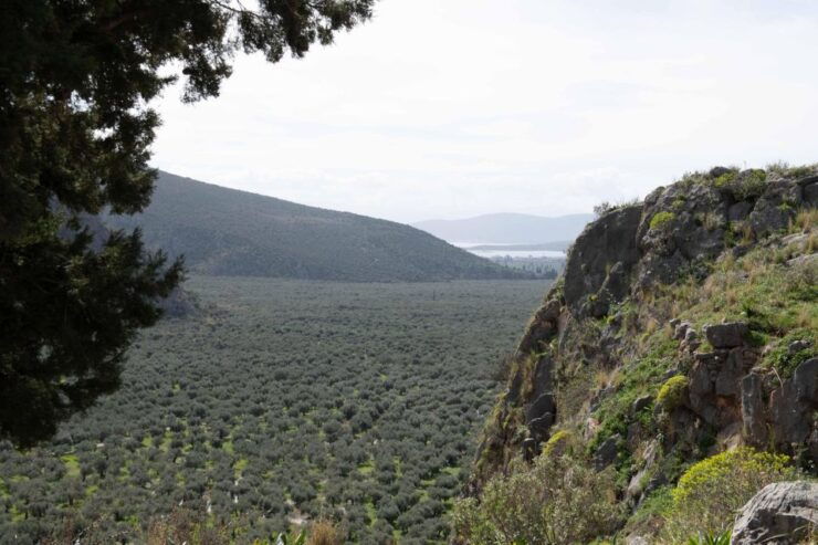 Delphi: Easy Hike on Ancient Path Through the Olive Groves - Price and Duration