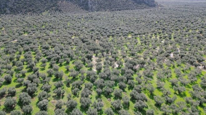Delphi: Easy Hike on Ancient Path Through the Olive Groves - Activities and Learning
