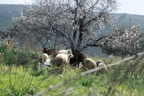 Delphi: Easy Hike on Ancient Path Through the Olive Groves - Reservation and Flexibility