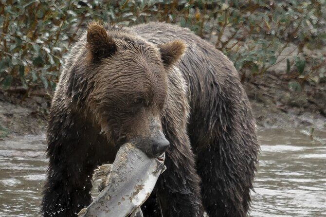 Deluxe Grizzlies and Culture Tour in Campbell River - Good To Know