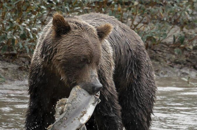 Deluxe Grizzlies and Culture Tour in Campbell River - FAQ