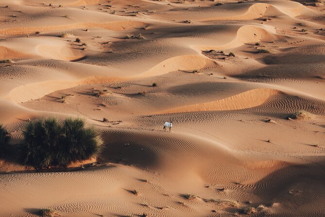 Deluxe Hot Air Balloon Ride With Buffet Breakfast & in Flight Falcon Show - Positive Experiences and Overall Satisfaction