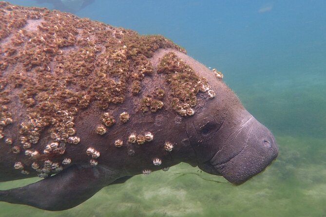 Deluxe Manatee Swim Tour - Tour Overview