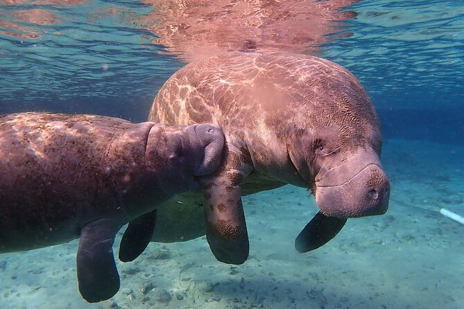 Deluxe Manatee Swim Tour - What to Bring and Expect