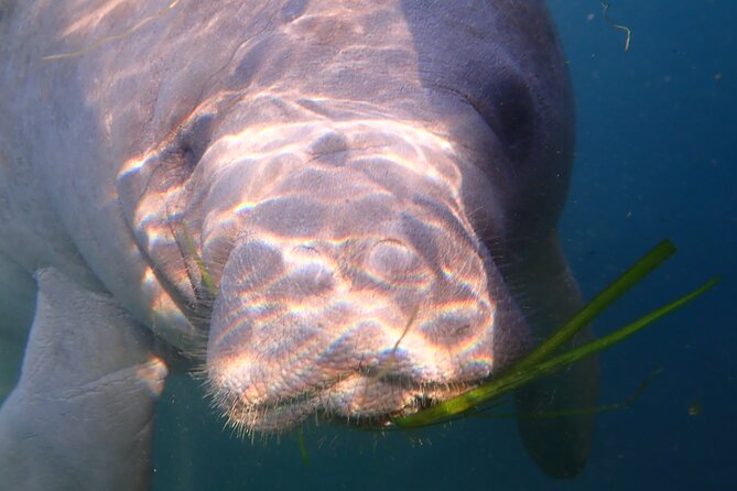 Deluxe Manatee Swim Tour - Crystal River Watersports
