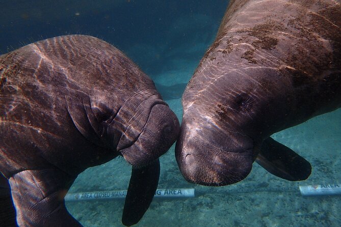 Deluxe Manatee Swim Tour - Directions