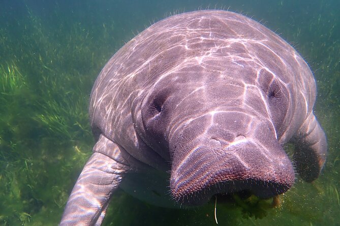 Deluxe Manatee Swim Tour - Common Questions