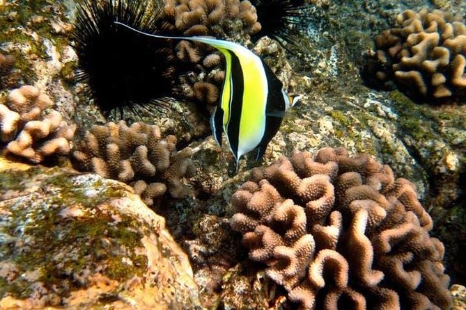 Deluxe Morning Snorkeling Adventure - Unique Experiences and Recommendations