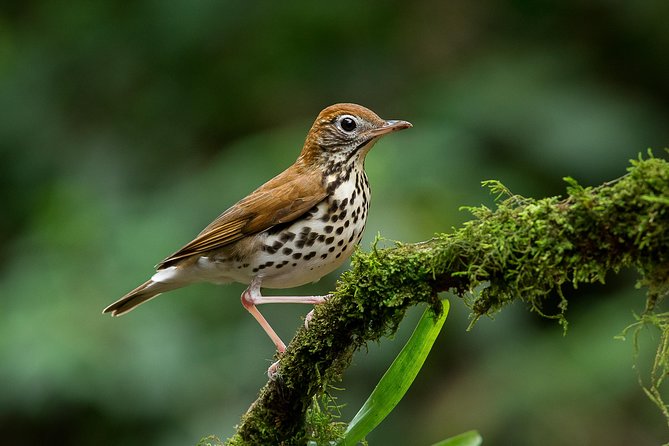 Deluxe Private Bird Watching Tour Manuel Antonio - Tour Details