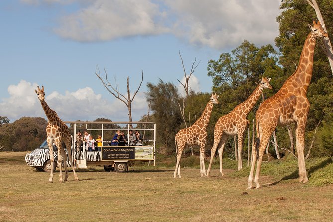 Deluxe Safari Adventure at Werribee Open Range Zoo - Excl. Entry - Cancellation Policy Details