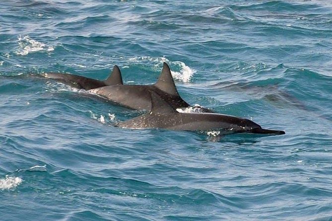 Deluxe Snorkel & Dolphin Watch Aboard a Luxury Catamaran From Kailua-Kona - Boat and Crew