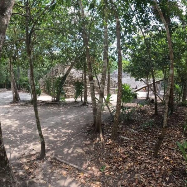 Deluxe Tulum, Coba & 5th Avenue From Cancun & Riviera Maya - Transportation