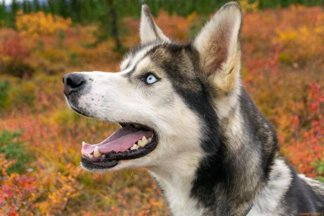 Denali: 1 Hour Tundra Walk With Free Running Sled Dogs - Guides and Local Knowledge