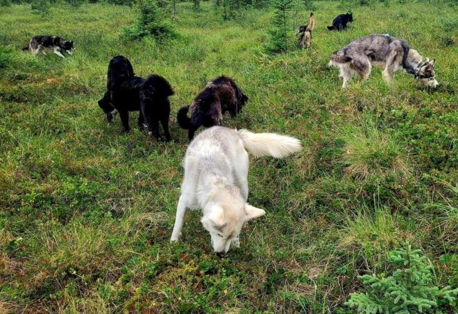 Denali: 1 Hour Tundra Walk With Free Running Sled Dogs - Participant Requirements