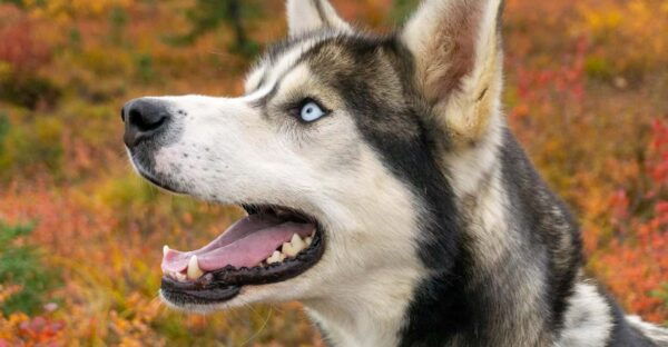 Denali: 1 Hour Tundra Walk With Free Running Sled Dogs - Tundra Exploration With Huskies