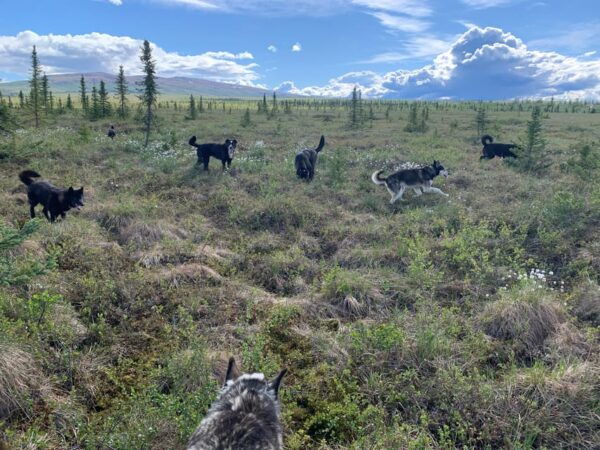 Denali: 1 Hour Tundra Walk With Free Running Sled Dogs - Preparing for the Adventure