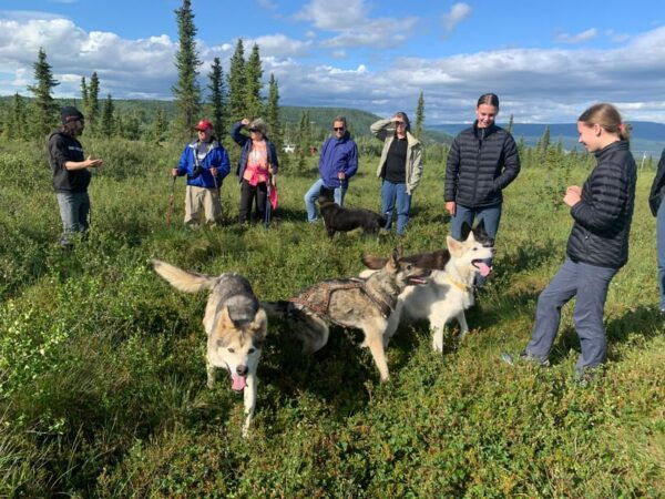 Denali: 1 Hour Tundra Walk With Free Running Sled Dogs - Frequently Asked Questions