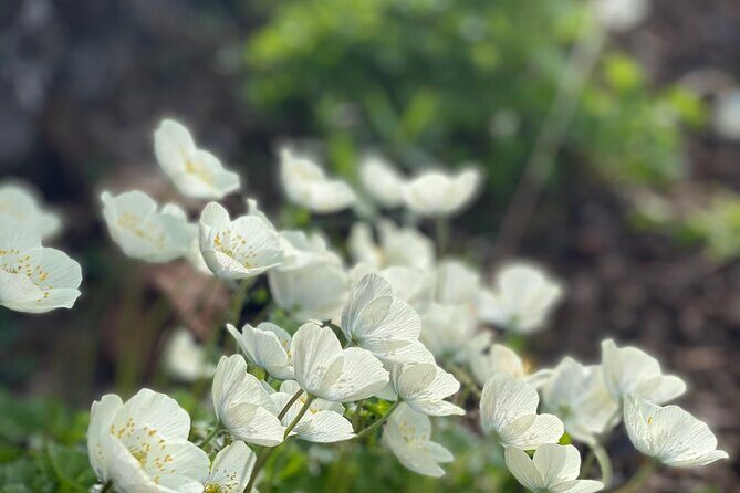 Denali 4 Hour Hiking Adventure with Naturalist Guide - Who Should Book This Tour?