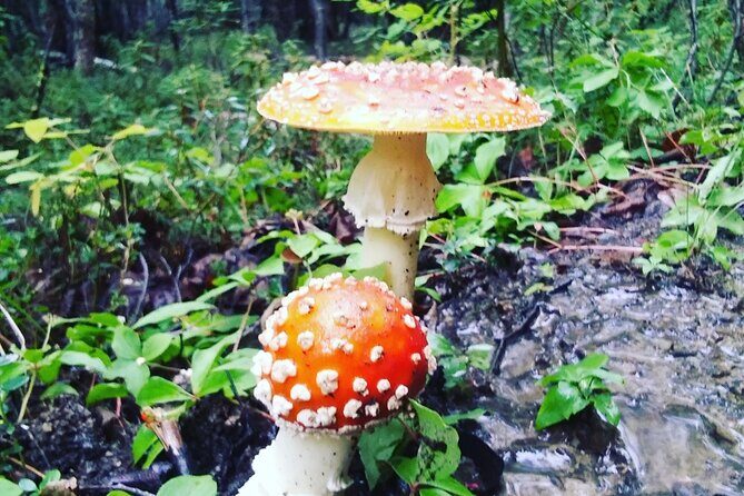 Denali 4 Hour Hiking Adventure with Naturalist Guide - FAQs