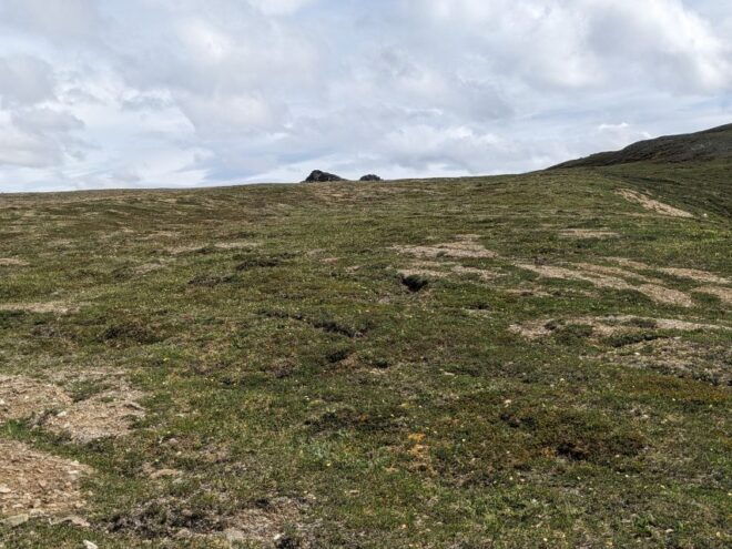Denali: 5 Hour Guided Into The Mountains Hiking Tour - Denali Wildlife Encounters